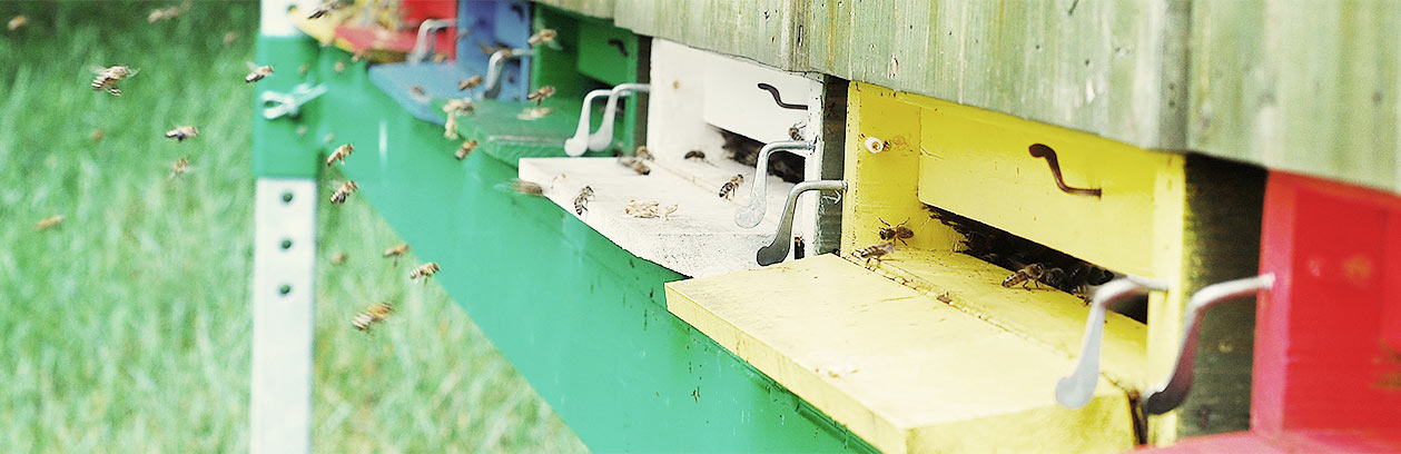 Barevná česna úlů - Včelařství Dobrovolný