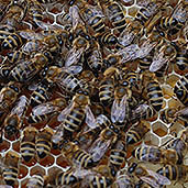 Bees enjoying the fresh honeydew honey