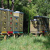 Beehives deep in the woods